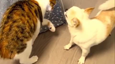 Dog In aCat Fight ''DOG VS CATS MOST FUNNY FIGHT''