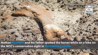 Twelve-year-old Canadian boy makes 'significant' discovery of dinosaur bones