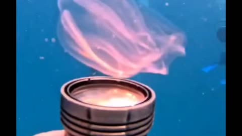 Awesome Tiny DEADLY jellyfish