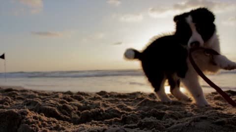 Cute dog having a good time at the beach