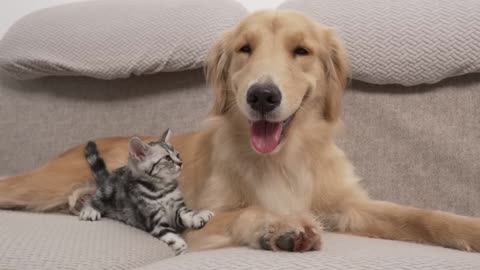Before Kitten and Golden Retriever Became Friends