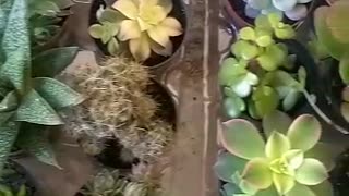 beautiful succulent plants