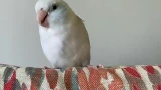 Check out this bird cuteness