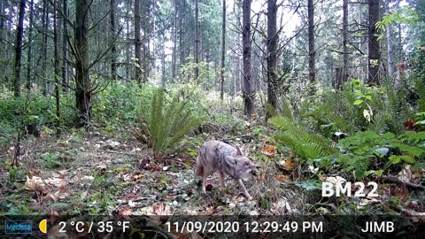 Coyote Stealing Apples
