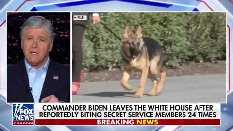 Biden's dog Commander leaves the White House after biting Secret Service members 24 times