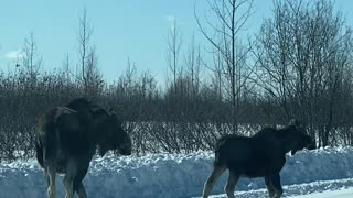 Alaskan Traffic Leads to Being Late