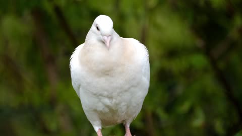 Peace Dove.. Cute birds..