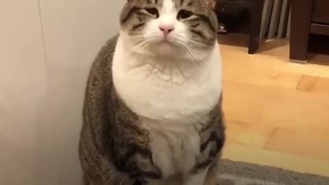 Sad - Looking Cat is Happy To Be Party of Family