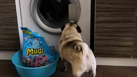 Pug thief!