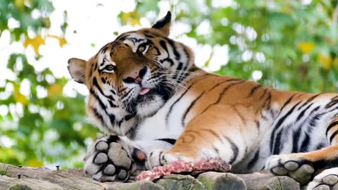 Tigre 🐅🐅🐅 tiger