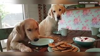 Cães aguardam ansiosos a hora de comer panquecas!