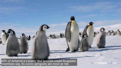 Iconic penguins are most at risk