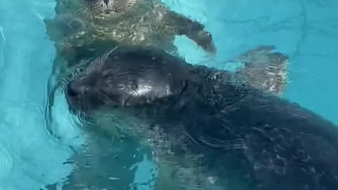 Some cute mooching seals