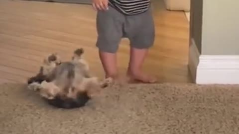Puppy Wants Belly Scratches from Baby Buddy