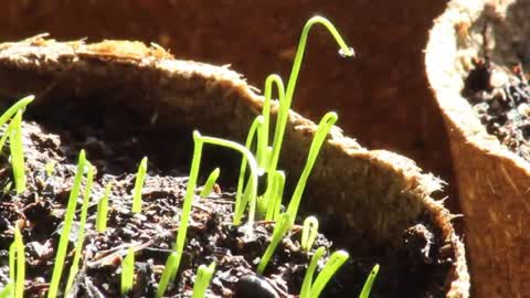 Plant Growth