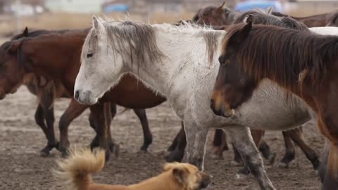 Horses trotting