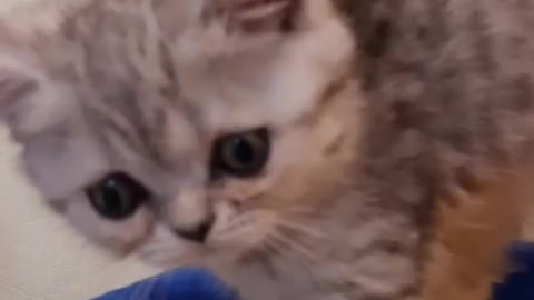 Fluffy cute kitten starts playing now