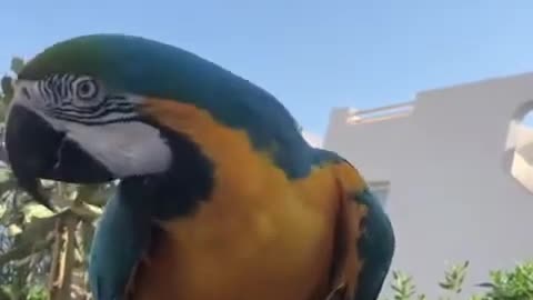 A parrot that speaks