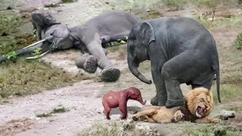 Amazing Elephant Herd Protect Mom & Newborn Elephant From Lion Pride