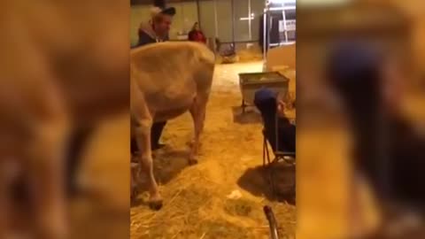 Dirty Pranksters Make A Cow Shit On Their Friends Head