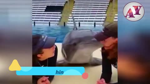 A nice dolphin kissing and playing with his two coaches.