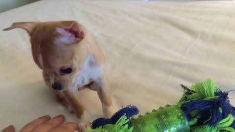 Adorabl chihuahua puppy playing with his first toy