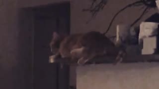 Brown fluffy cat falls table fail