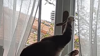 Cat Attempting to Open Window Succeeds