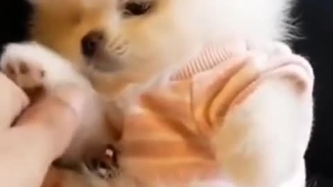 Cute doggy funny video