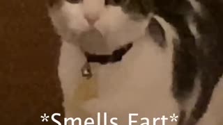 Cat funny video😂