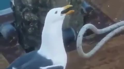 Wait Till You See Why This Bird Is Biting The Other