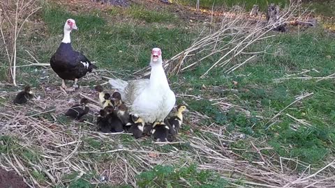 The best duck mom!