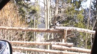 Funny Magpie Walking on Fence. Rocky Mountain National Park, Colorado