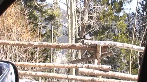 Funny Magpie Walking on Fence. Rocky Mountain National Park, Colorado