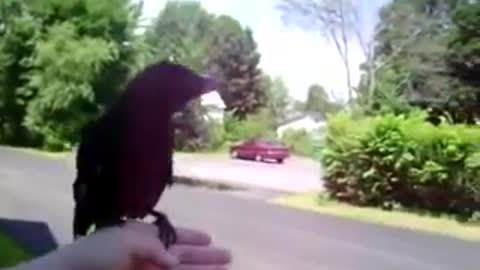 This Crow did not want to leave me