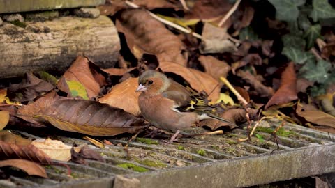 Feast your eyes and watch this bird drinking water