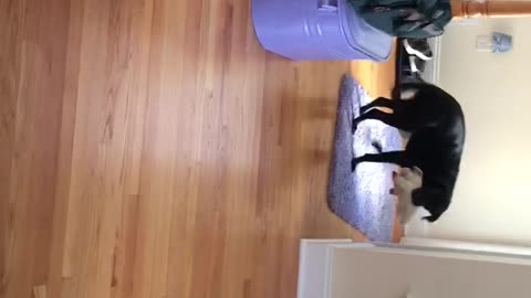 Dog gets excited to see cat