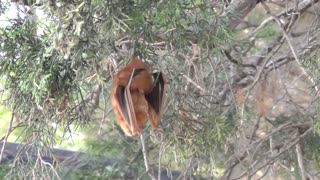 313 Toussaint Wildlife - Oak Harbor Ohio - Little Brown Bat