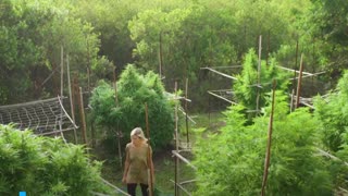 Así es el día a día de quienes viven de la marihuana en Uruguay [Video]