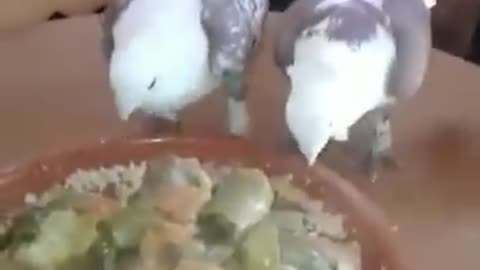 Couscous amazigh morocco