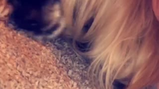 funny cocker spaniel cries to mum