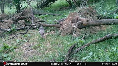 Stealth Cameras on Sasquatch Structures