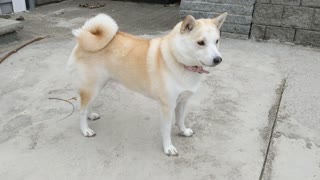 Star the shiba ! It's snowing.