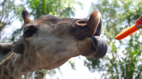 Face of Giraffe with Tongue Closeup