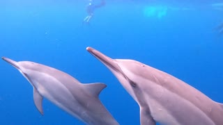 Dolphins of Hawaii