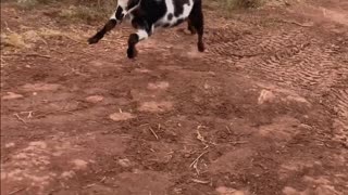 Tulip the Nigerian Dwarf: Baby Goat Prancing Around H5 Ranch 🎉