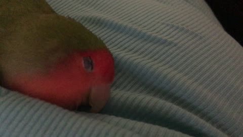 Lovebird Naps