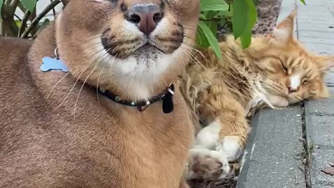 Pumba Caracal and Izjuma Maine Coon