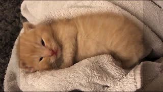 two week old kitten having a bath