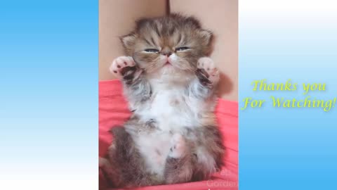 Cute Pets And Funny Animals Adorable Videos